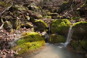 Best Wildlife in Northwest Arkansas - Rath Auto Resources NWA