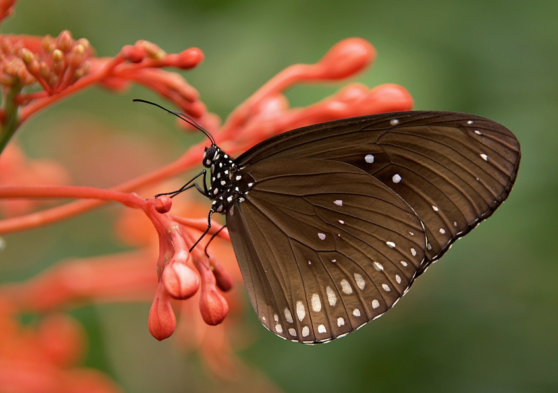 butterfly on a flower
