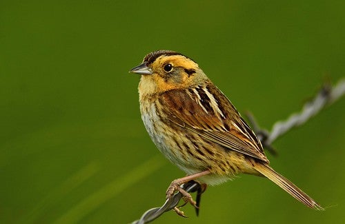 Picture of Nelson's Sparrow in Grafton, ND
