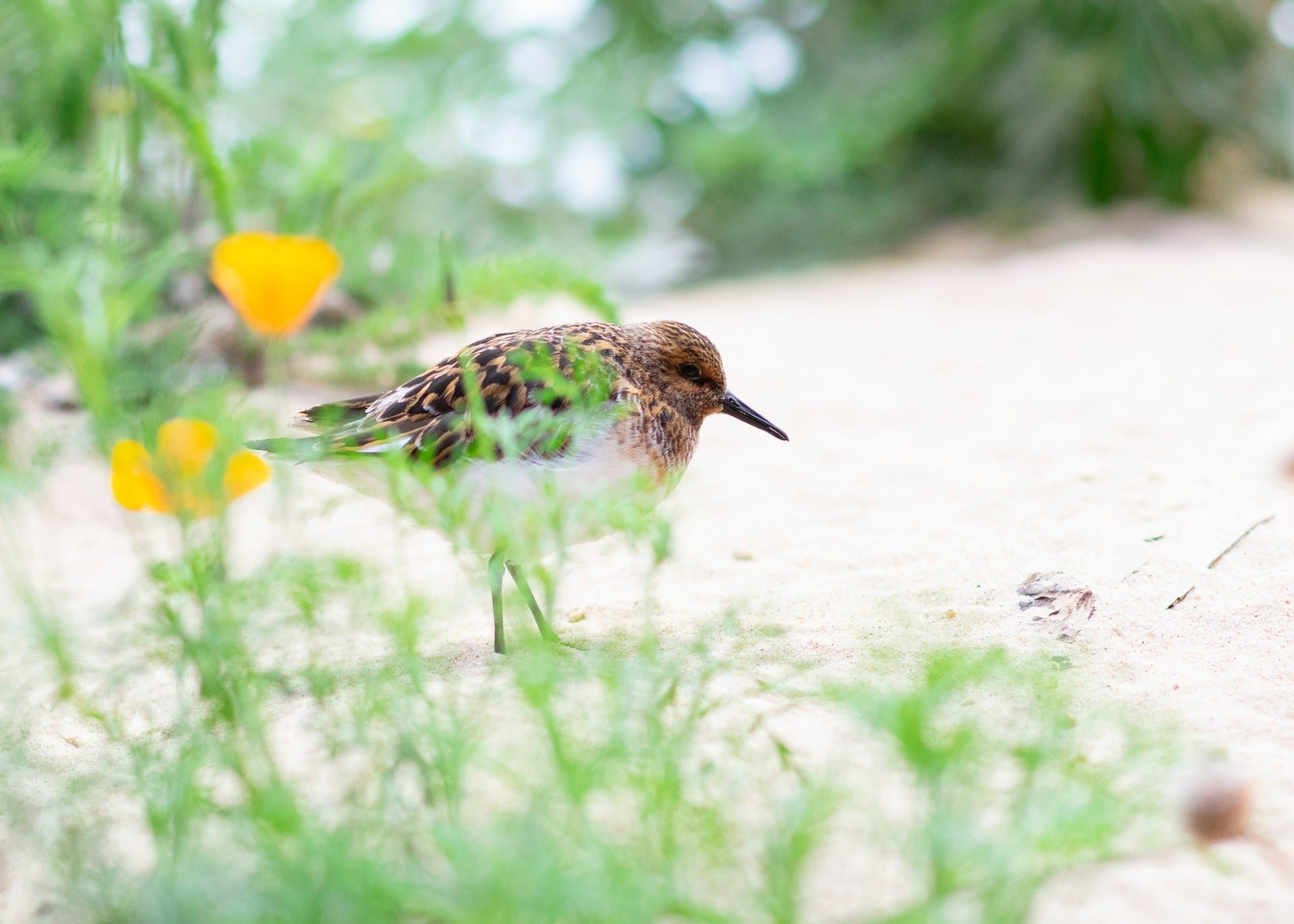 Photo of bird on sand taken through blades of grass