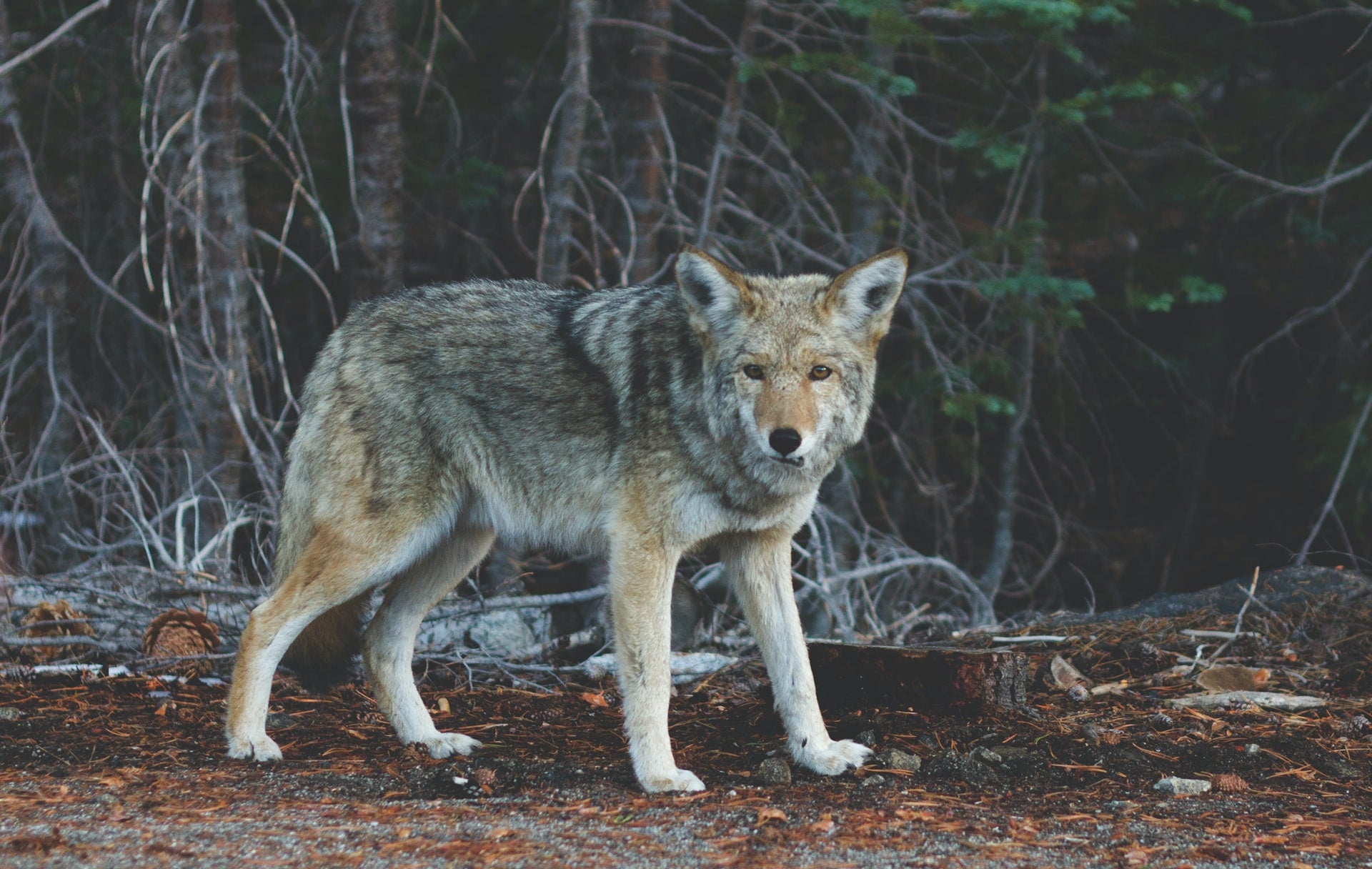 Wolf standing in front of leaf-less trees in winter
