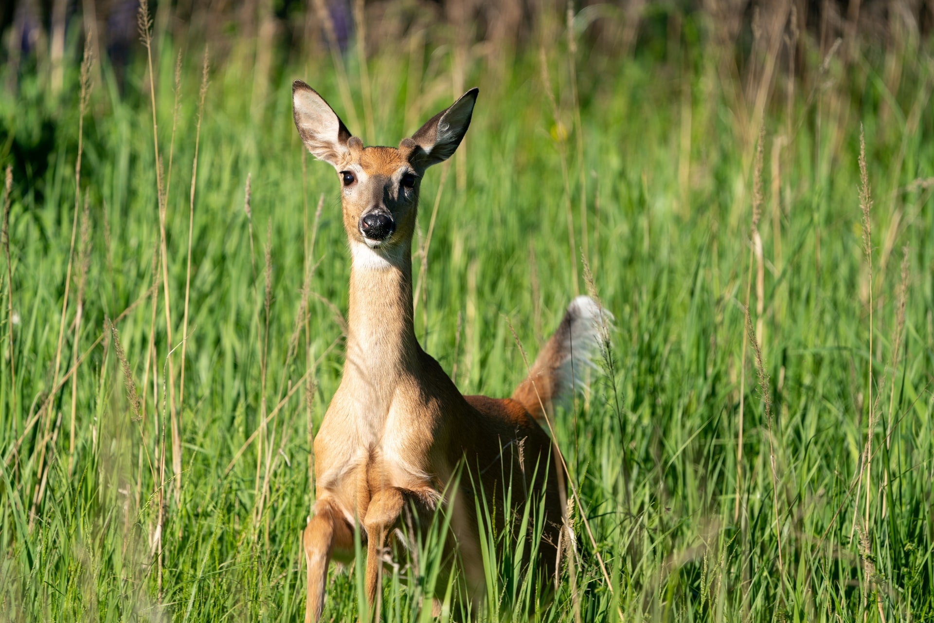 Deer in tall grass who's spotted the photographer