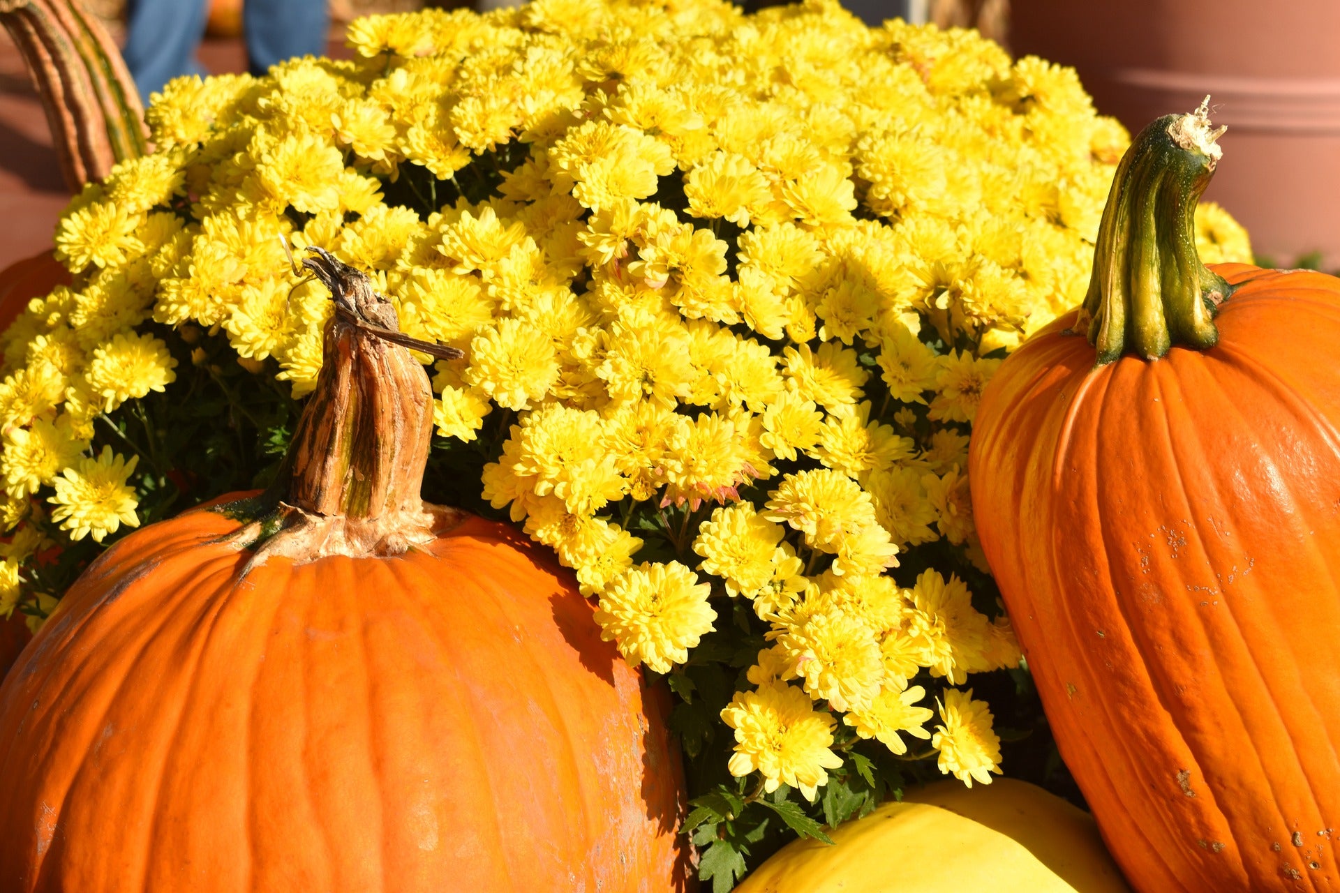 3 Fun Fall Activities You Can Drive to From Owensboro, KY