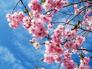 Spring Events in Seattle, WA | Burien Chevrolet