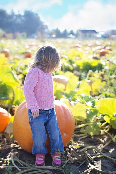 giant-pumpkins-955603_960_720
