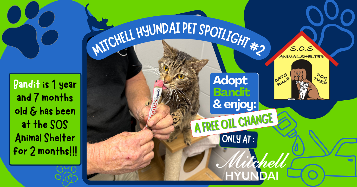 Bandit, the current Mitchell Hyundai Pet Spotlight cat available for adoption at Save Our Strays Animal Shelter