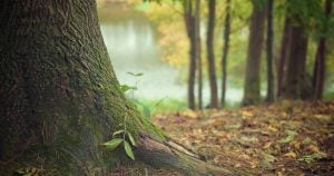 forest with a tree