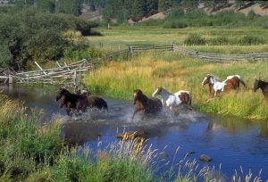 horses