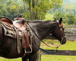 Horse at Ranch 