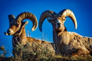 ram