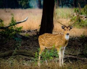 Wildlife