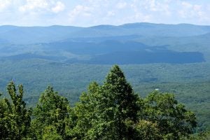 Trees in state park