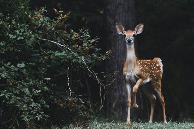 deer