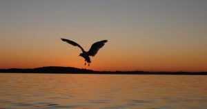 A bird flying across a stunning sunrise at Lake Medota near Madison, WI.