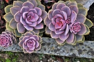 A beautiful pair of succulents at a botanical garden.