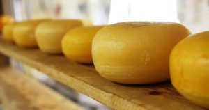 Several wheels of cheese aging on a wooden shelf.