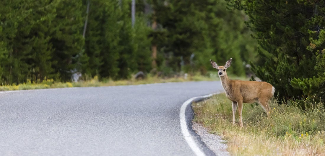 deer-accident