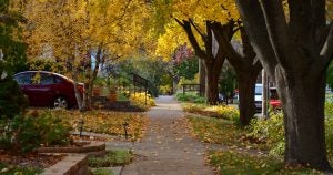 A tree lined sidewalk in Madison during the Fall.