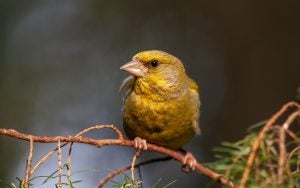 bird watching