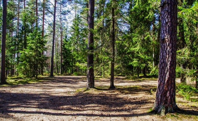 Hartwick Pines State Park 
