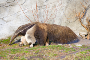 Ant Eater at Detroit Zoo