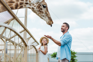 man feeding giraffe