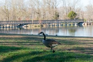 Birds_in_the_park