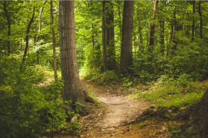 Hiking Trail