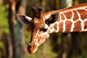 Giraffe's Head and Neck