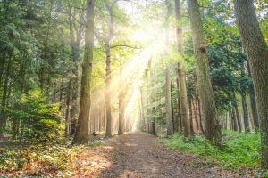 Path in Woods