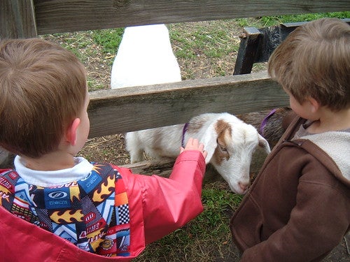 goats in Rochester, MN
