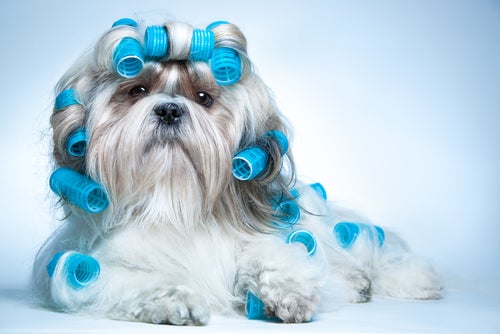 Pamper Your Pets with a Luxury Grooming & Spa Experience!