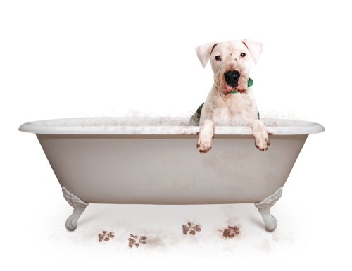 Pamper Your Pets with a Luxury Grooming & Spa Experience!