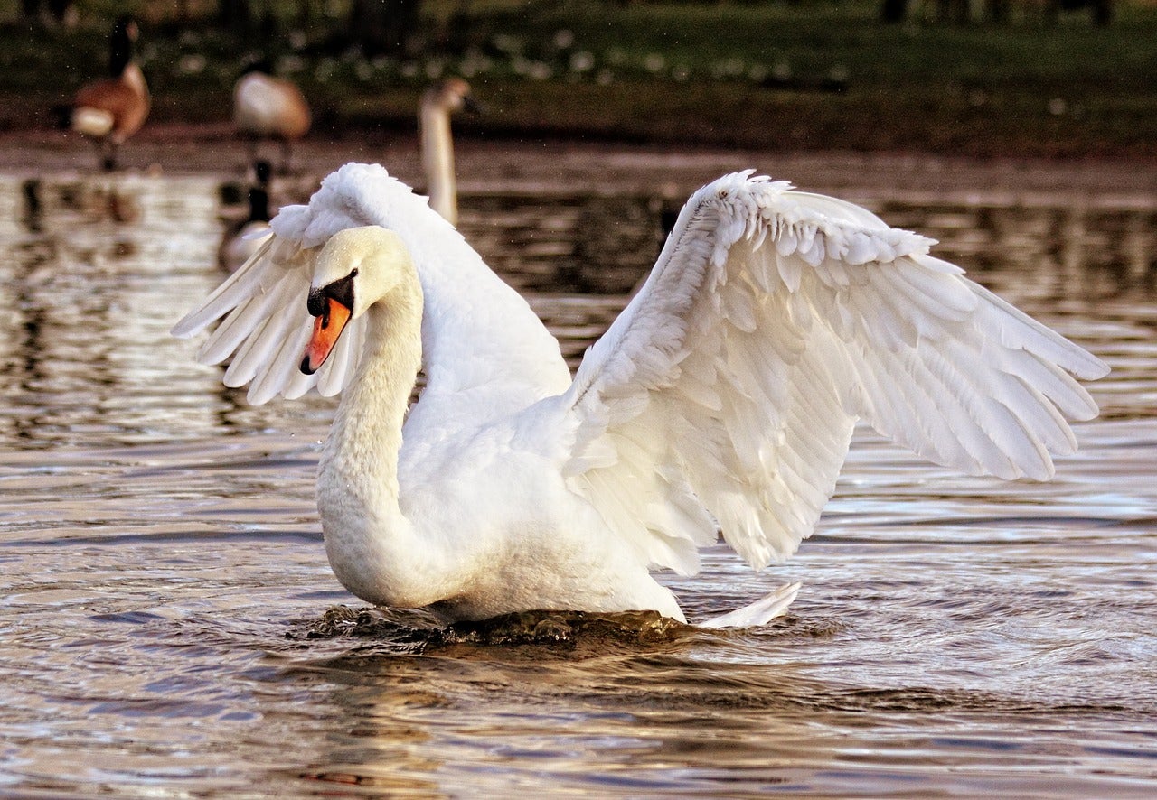 Image by InspiredImages from Pixabay