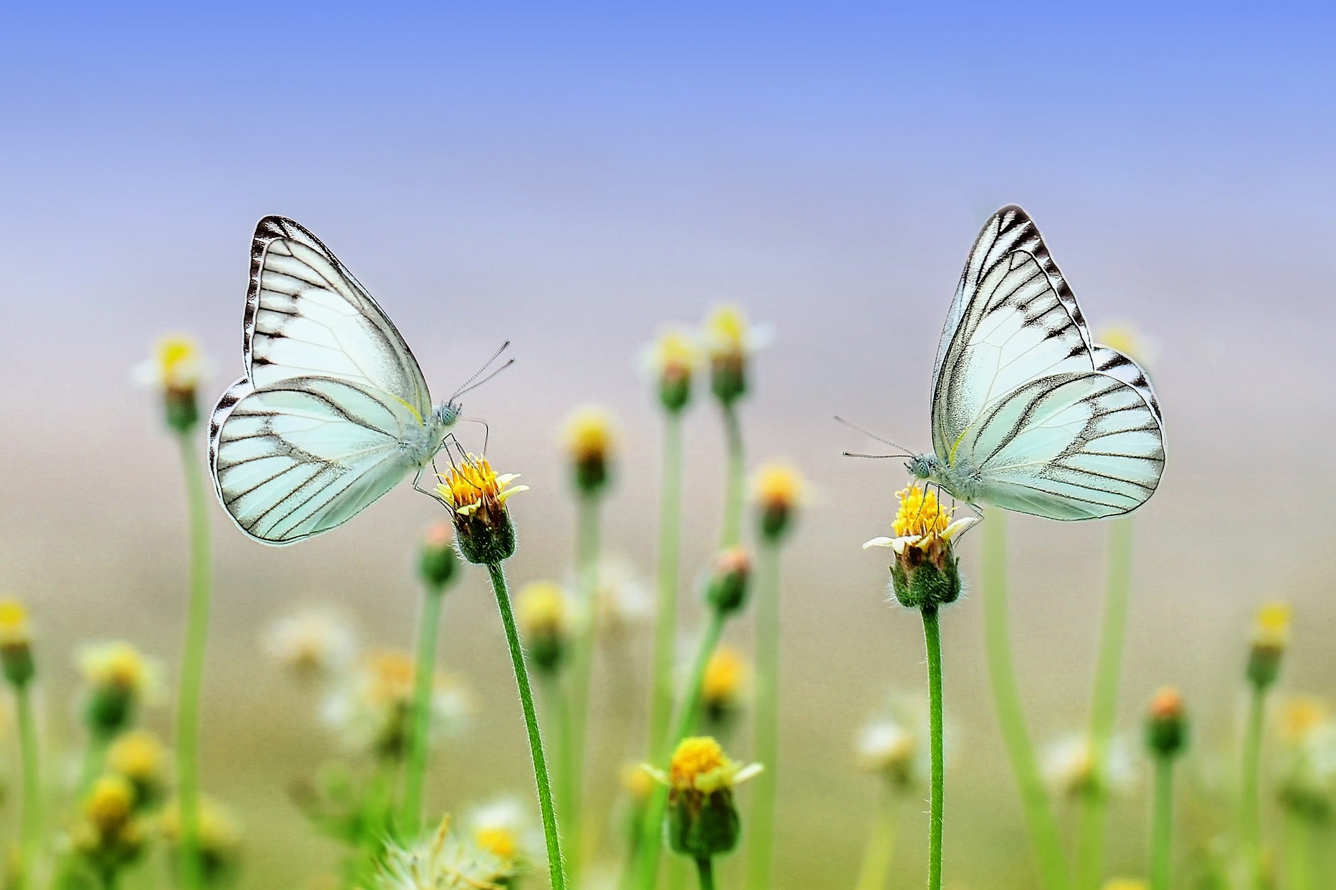Image by Ronny Overhate from Pixabay