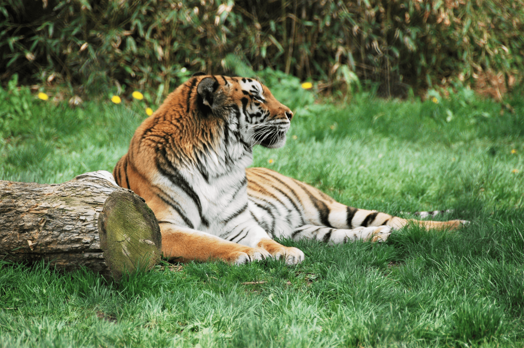Tiger Zoo Vestal NY