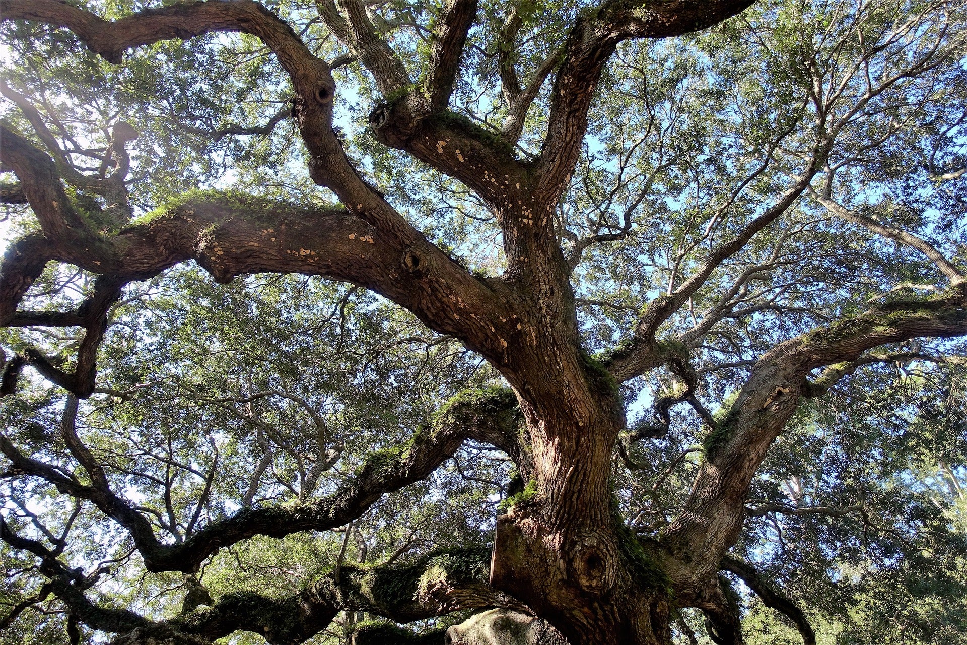 Take the Ford and Discover These 3 Great Outdoor Activities Near Moncks Corner, SC