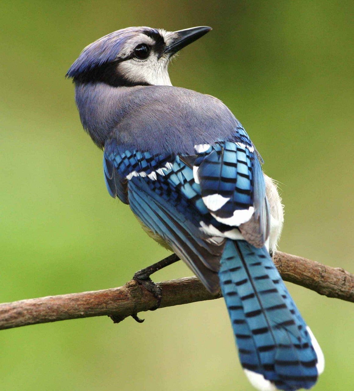 blue bird