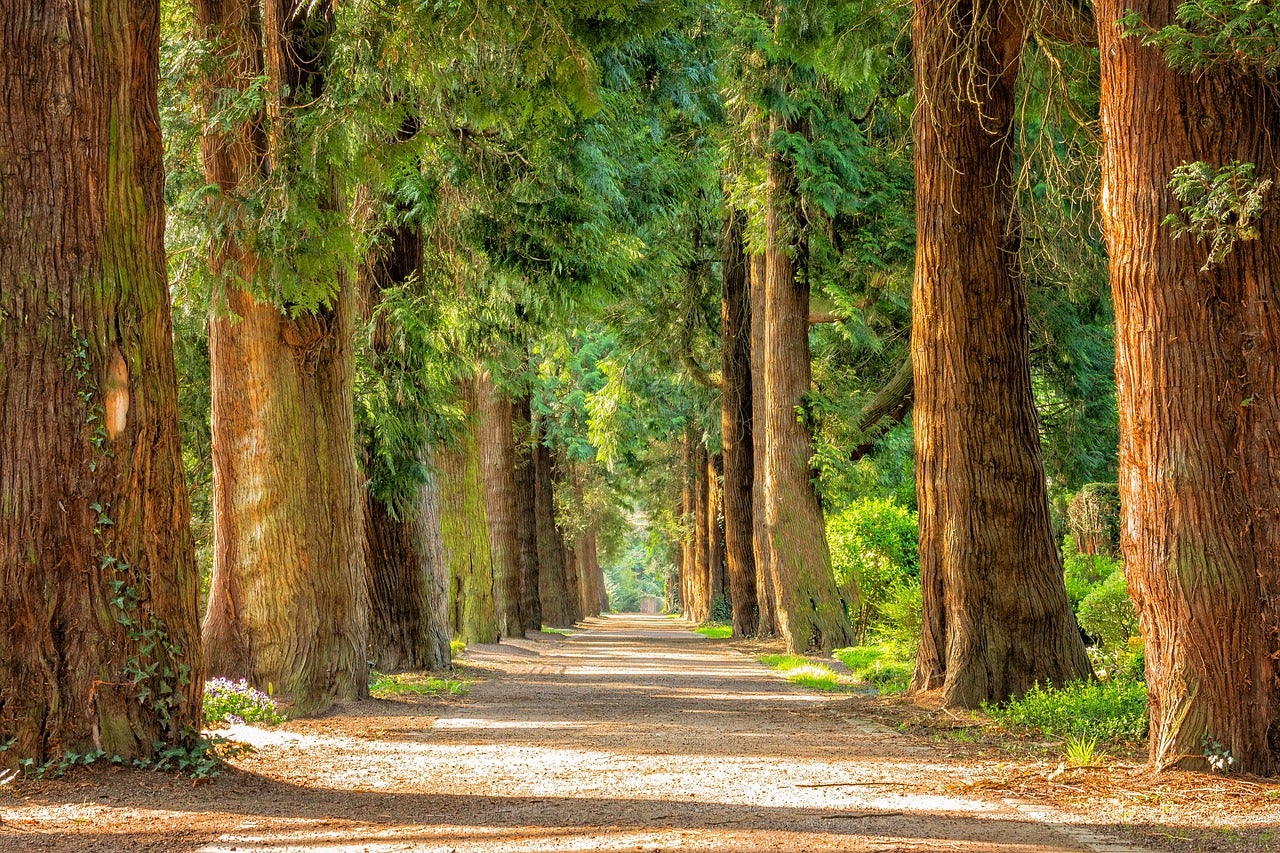 A park with a walkway and many large trees