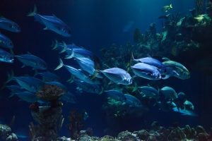 Aquarium Image