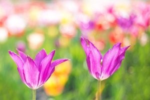 How to Prepare My Vehicle for Spring Near Me in Boerne, TX