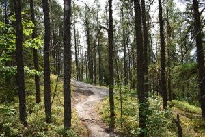 hiking-trail