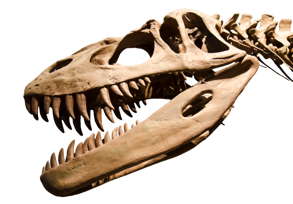 T-Rex Skull