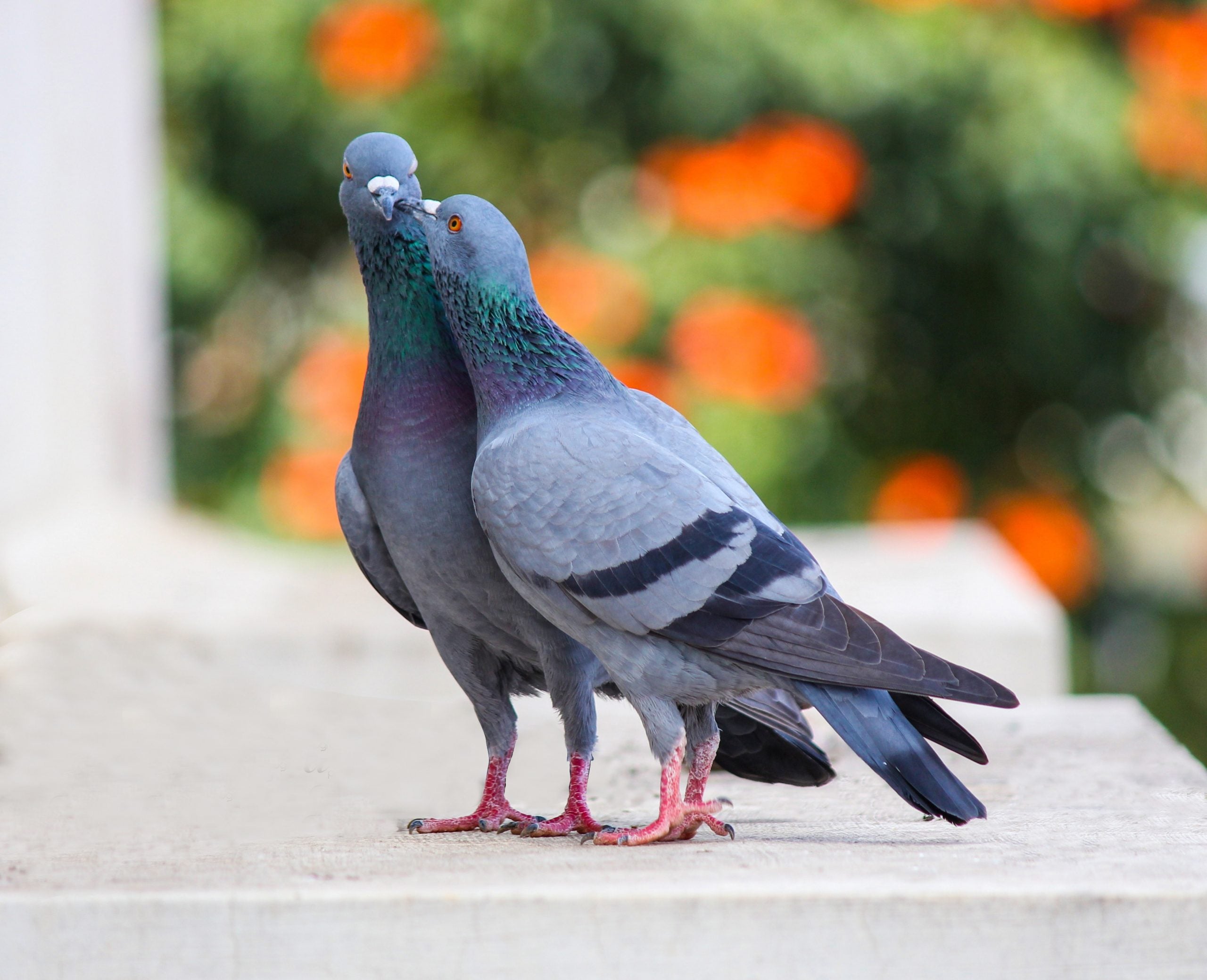 Pigeons