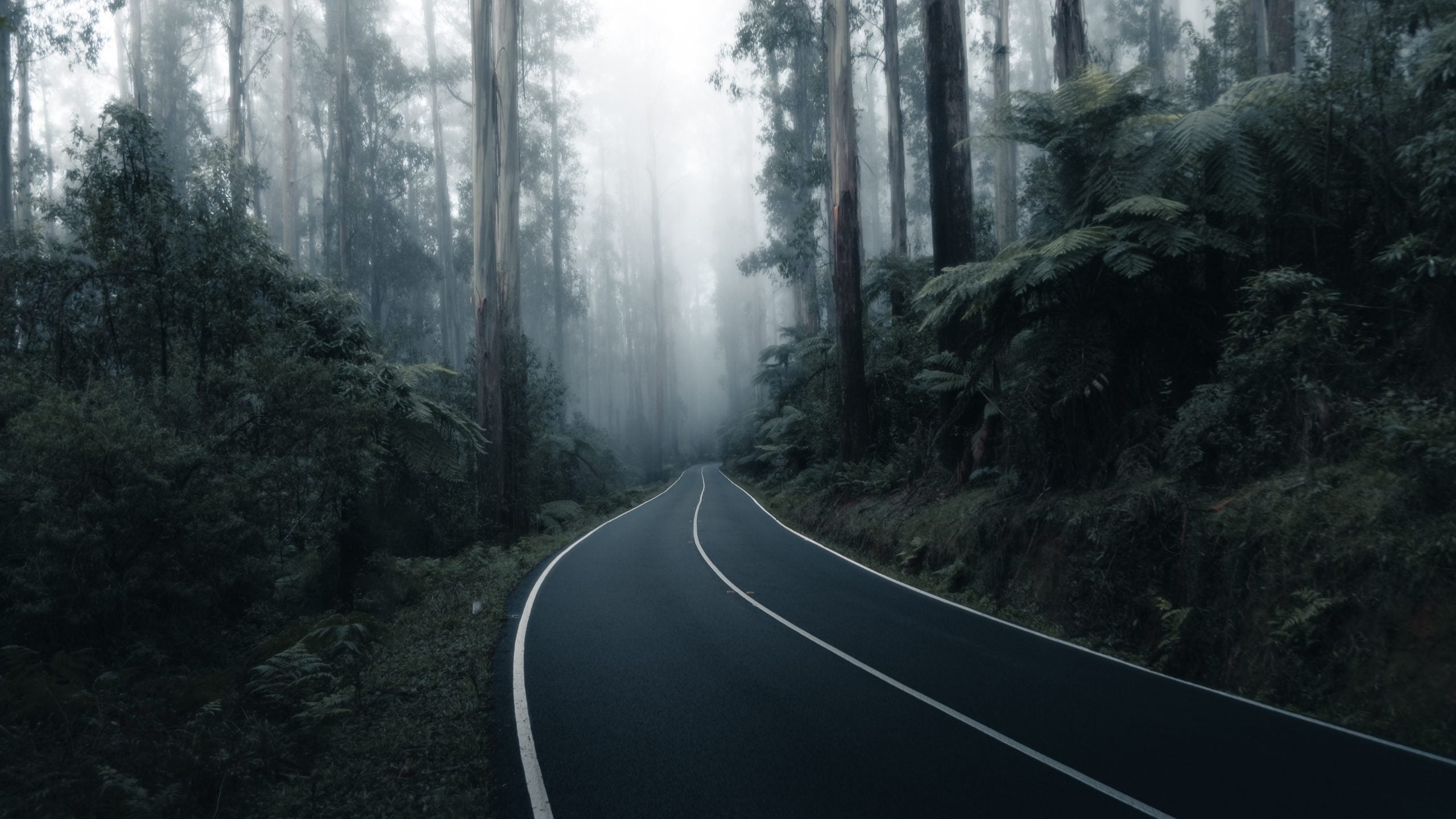 Road in the forest