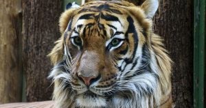 A tiger at a local zoo in Wichita, KS