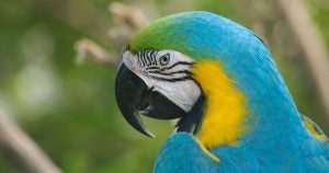 A blue and gold macaw at a wildlife exhibit in Wichita, KS