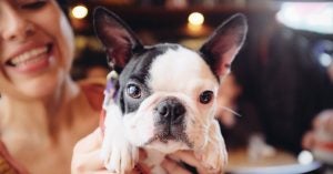 Boston Terrier being held by its owner