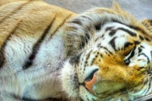 Amur Tiger