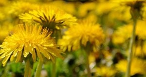 Flowers in bloom in Wichita, KS